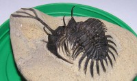 /album/kepgaleria-fenykepgaleria2/trilobita-walliserops-trifurcatus-1-3-jpg/